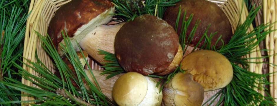 izdelki rojeni iz ljubezni do narave